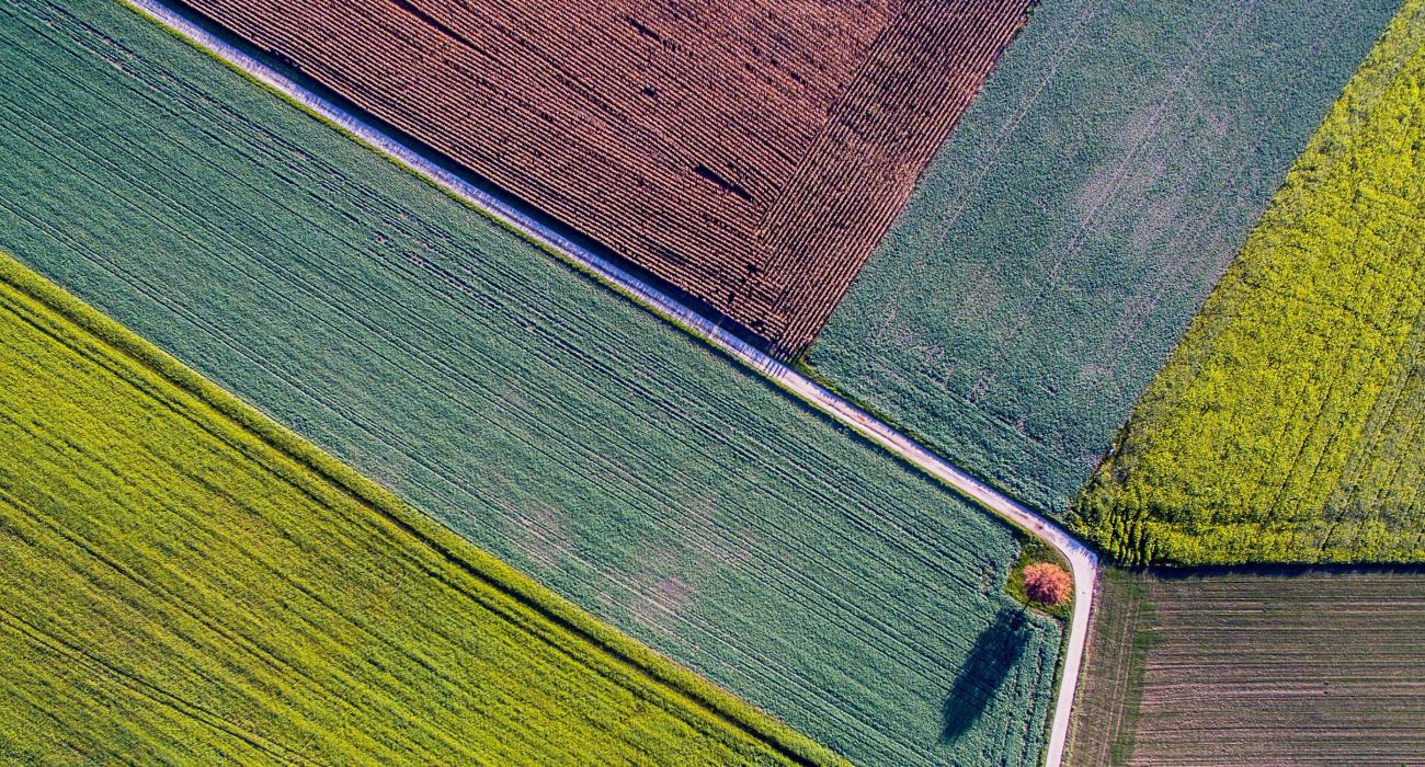 Aerial view of a field