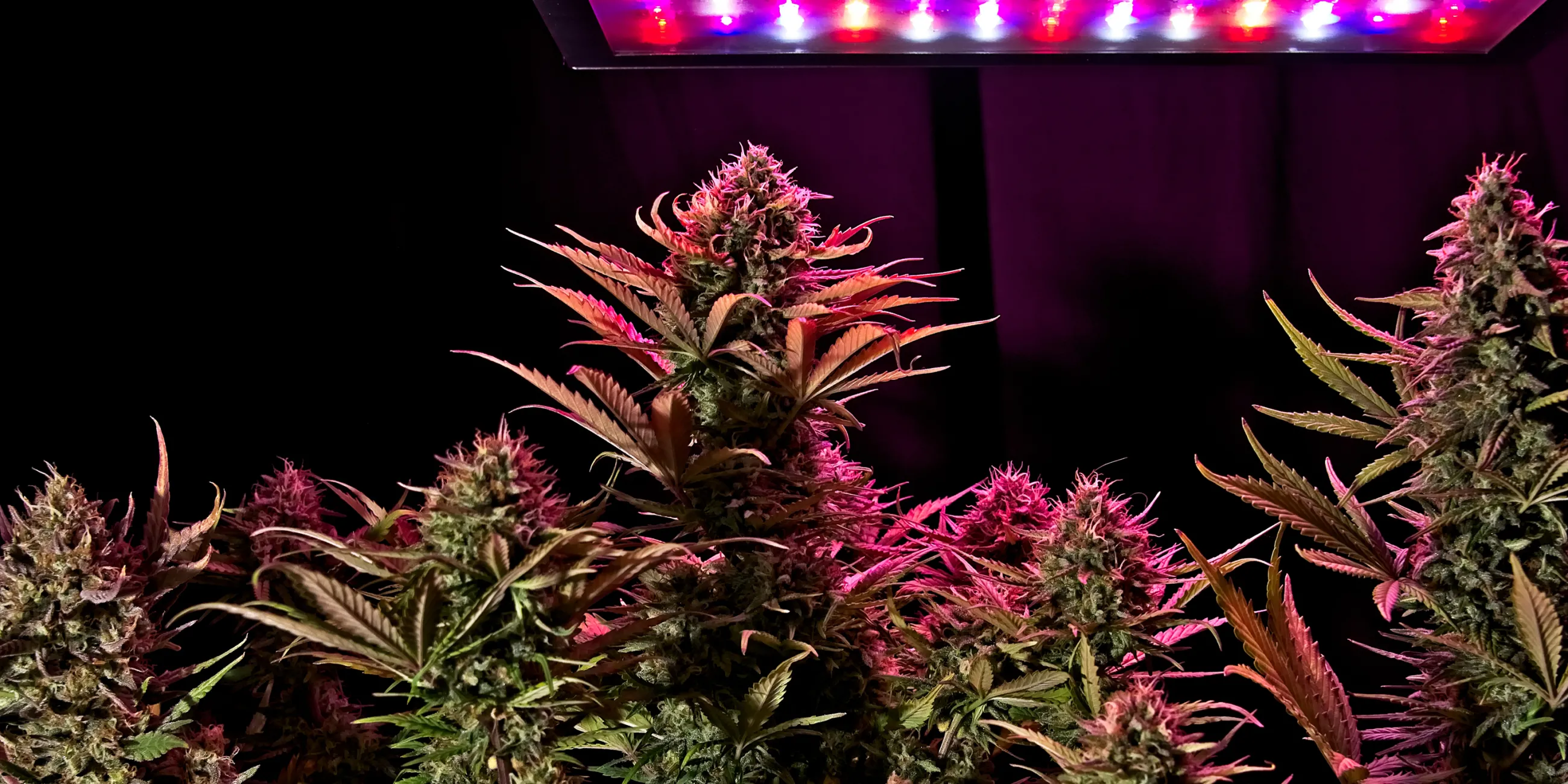 Cannabis Industry Image